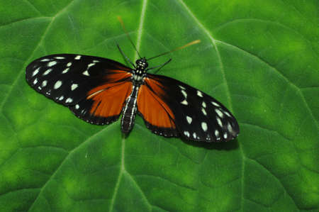 Brown Butterflyの写真素材