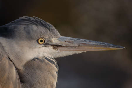 Heron in closeupの写真素材
