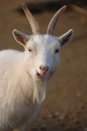 Funny Expression Billy Goatの写真素材