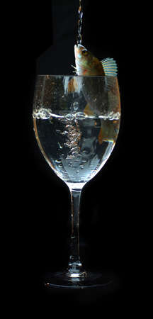 Fish Glassの写真素材