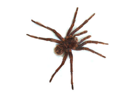 Tarantula on white