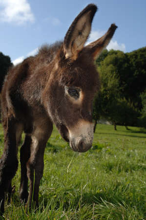 Donkey Foalの写真素材