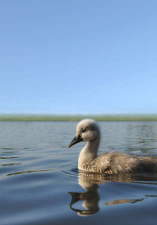 Beautiful Cygnet Swanの写真素材