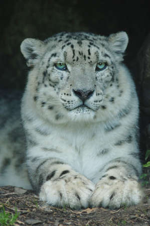 Snow Leopardの写真素材