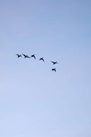 Ducks in Flight over blue skyの写真素材