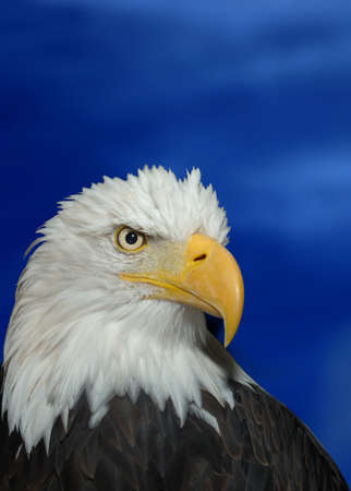Bald Headed Eagleの写真素材