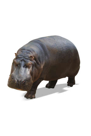 Rhino isolated on whiteの写真素材