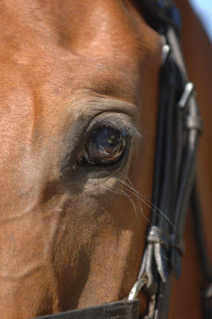 Showjumping Horse Event RDS July 2007の写真素材