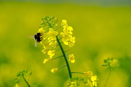 The bumble bee (Bombus terrestris) sits on a bright yellow canola flower (Brassica napus),  gathers nectar, pollinates the plant in the spring. Blossom and insect isolated with shallow depth of fieldの写真素材