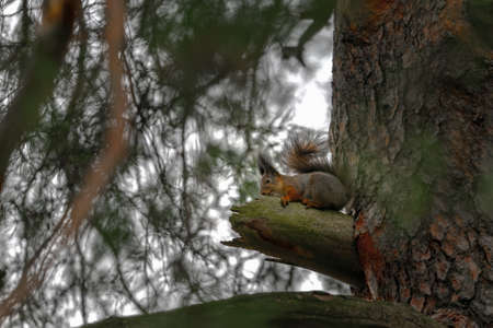 An amazing Eurasian red squirrel, Sciurus vulgaris, sits and eats on a pine branch in the thicket on a cloudy November day in the city park. Side view. Closeup, selective focusの写真素材
