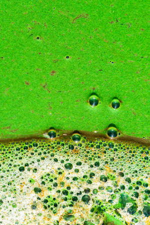 Abstract green pattern. Texture, Close up, Top view, background. Water surface with mud stains...