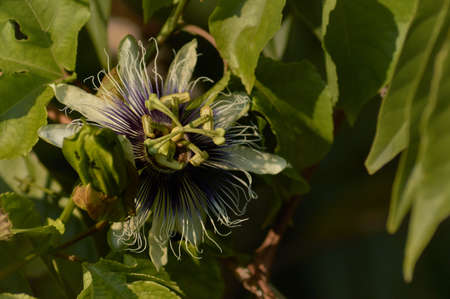 Passion fruit flower taken from the front with sunlightの写真素材