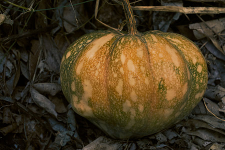 Pumpkin on its creeper over leaf litterの写真素材