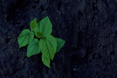 Small green plant growing on the rocks