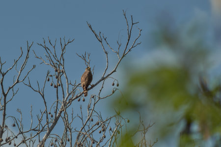 Chicken Hawk perched on a branch with a branch in front out of focus