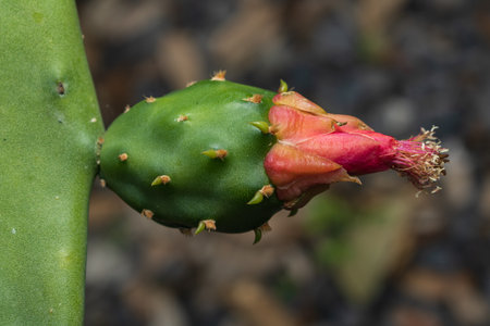 Nopal prickly pear lying down with an out of focus background