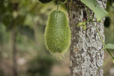 Closeup of a chayote with green thornsの写真素材