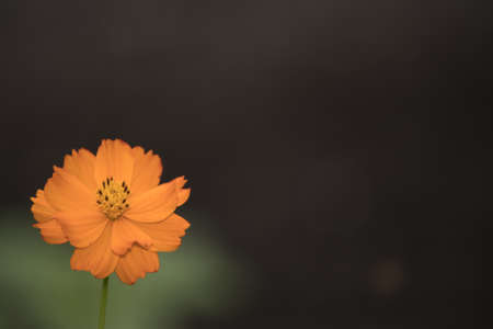 Cosmos sulphureus flower with dark and green backgroundの写真素材