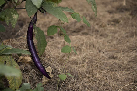 Long eggplant plant fruit with an autumn backgroundの写真素材