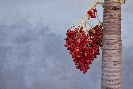 Trunk and branch of palm tree with heart-shaped red fruits and neutral background.の写真素材