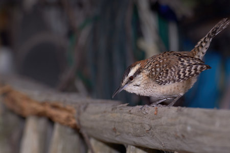 Wren bird perched on a wooden ladder at sunset. Select focus.