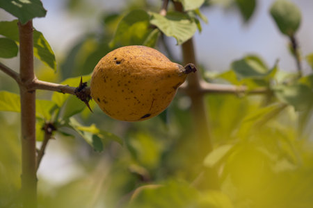 Ripe fruit of the medicinal plant Randia monantha taken close up on a sunny day.の写真素材