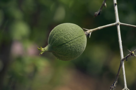 Green fruit of the medicinal plant Randia monantha taken close up with an unfocused background.の写真素材