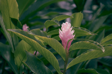 A vibrant and delicate wildflower blooms in a lush tropical garden, its exotic beauty captivating the eye.の写真素材