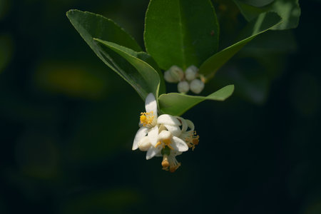 A lemon tree flower, its lush foliage and white petals creating a fragrant rural scene full of...