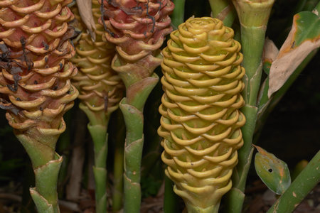 Exotic, elegant, yellow flower in lush rainforest celebrates biodiversity and natural beauty.の写真素材