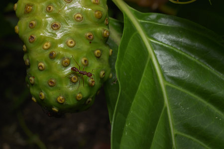 Vibrant botanical scene: bug on tropical fruit with health benefits.の写真素材