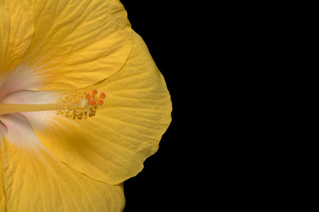 A yellow flower with a black backgroundの写真素材