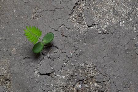 A small plant that sprouts from the ground, in dry soil due to climate change.の写真素材