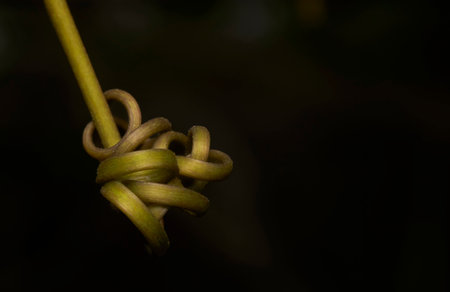 A twisted green stem with a knot in the middle. The image has a dark background, which adds to the...