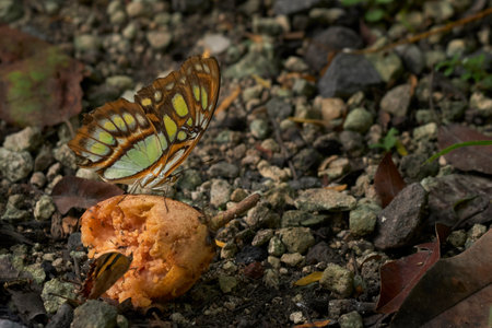 Butterfly feeding on sapote fruitの写真素材