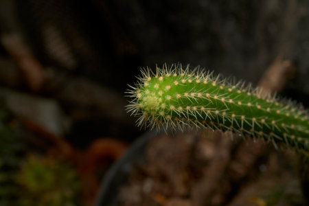 A close-up image of a green cactus stem featuring sharp, white spines against a dark, blurred background. The photo captures the intricate details and texture of the cactus, making it an interesting and striking subject for nature and botanical photography.の写真素材