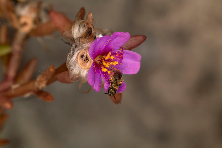 Close-Up of an Insect on a Vibrant Purple Wildflower Collecting Pollen