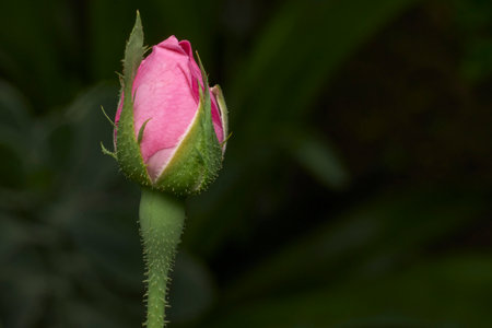 Close-Up of a Pink Rosebud Against a Dark Nature Backgroundの写真素材