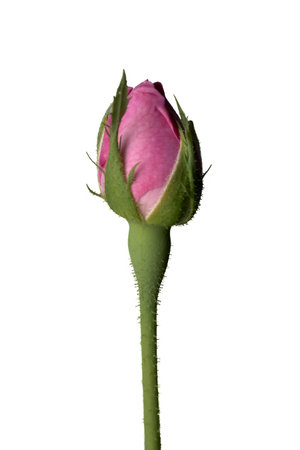 Close-Up of a Pink Rosebud on a White Backgroundの写真素材