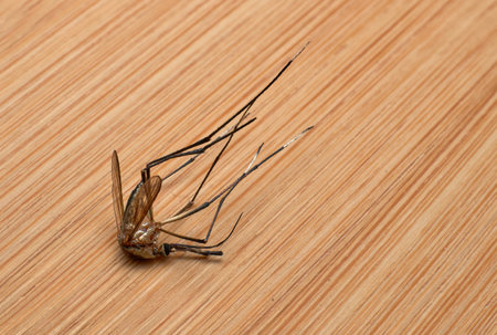 A close-up view of a dead mosquito lying face up against a wooden background.の写真素材
