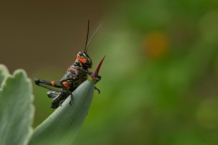 Grasshopper Resting on Plant Leaf with Green Backgroundの写真素材