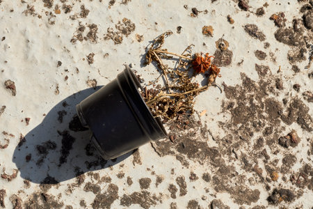 A small black flowerpot remains on a worn, textured concrete surface, scattered with the remains of...