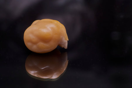 This close-up highlights the organic texture and rounded, lobed shape of the cooked chickpea, creating a visual representation reminiscent of a human brain. Ideal for concepts related to nutrition, veganism, mental health, or humor.の写真素材