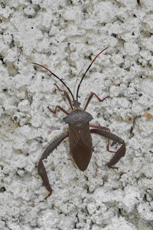 A detailed macro shot showing the texture of the exoskeleton and the expanded hind legs of a...