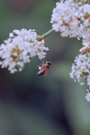 Profile view of a worker bee with visible pollen baskets while working on white field flowers.の写真素材