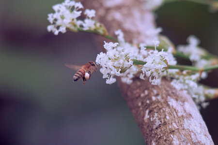 Horizontal composition of a bee working hard among white wildflowers under natural light.の写真素材