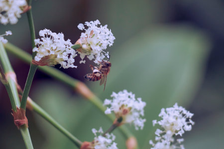 European honeybee (Apis mellifera) performing its essential pollination work on white summer flowers.の写真素材