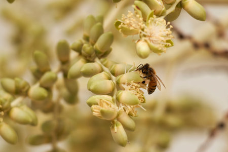 Detailed macro photograph showing a bee in action on the creamy green buds of a palm.