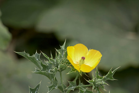 A vibrant yellow flower of Argemone mexicana stands out against a background of densely thorny green leaves.の写真素材