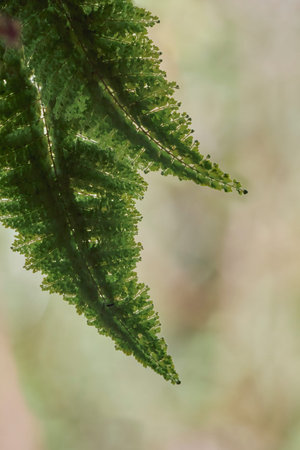Fern leaves captured gently with delicate macro details, highlighting vibrant green foliage, layered...